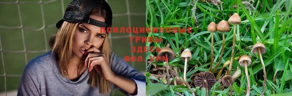 индика Осташков